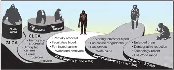 Hominid Adaptive Plateaus